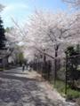 [桜][中野]20050409｜中野区平和の森公園｜矯正研修所