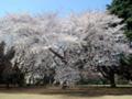 [新宿御苑][桜]20060330｜新宿御苑｜満開の桜