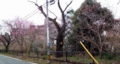 [三鷹]玉川上水 三鷹駅南側