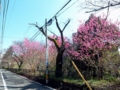 [三鷹]玉川上水の桜