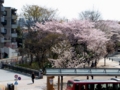 [三鷹]三鷹駅南口の桜