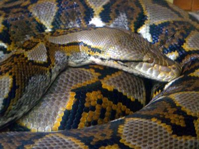 上野動物園　爬虫類館　アミメニシキヘビ