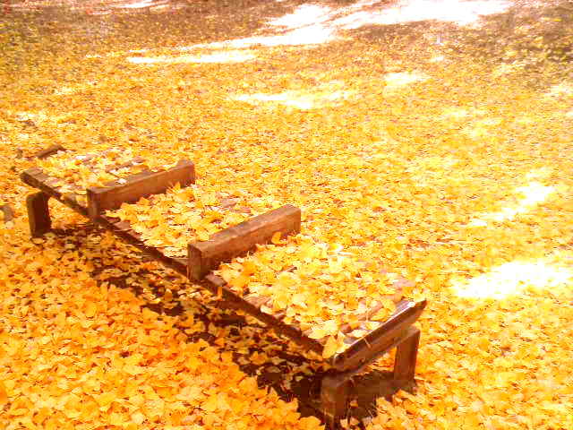 f:id:paraiso:20091201124800j:image:w150
