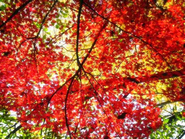 f:id:paraiso:20091201125200j:image:w150