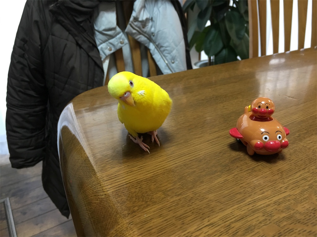 f:id:parakeetkirara:20180102224322j:image f:id:parakeetkirara:20180102224322j:image