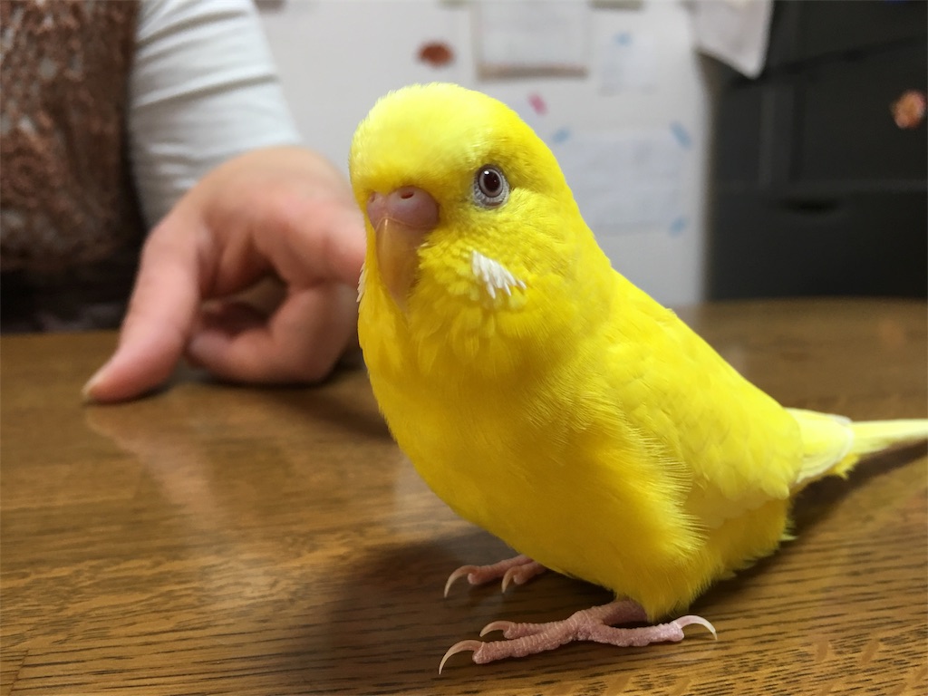 f:id:parakeetkirara:20180104181159j:image f:id:parakeetkirara:20180104181159j:image