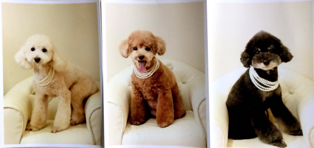 犬のトータルコーディネートle Chien ルシアン 殺処分ゼロへ パラレルな暮らし