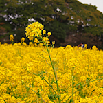 f:id:parasol:20130326234742p:image:left