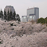 f:id:parasol:20130326235033p:image
