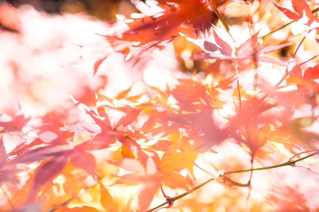 f:id:paraxlan:20181024191928j:plain f:id:paraxlan:20181024191928j:plain