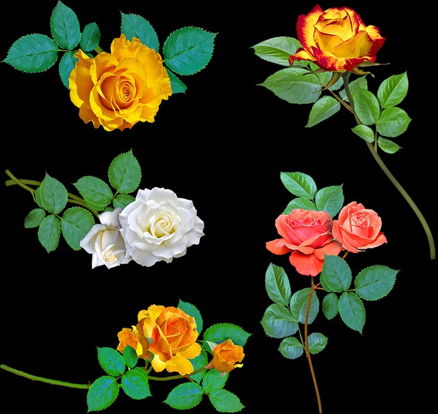 f:id:paraxlan:20181105191126j:plain f:id:paraxlan:20181105191126j:plain