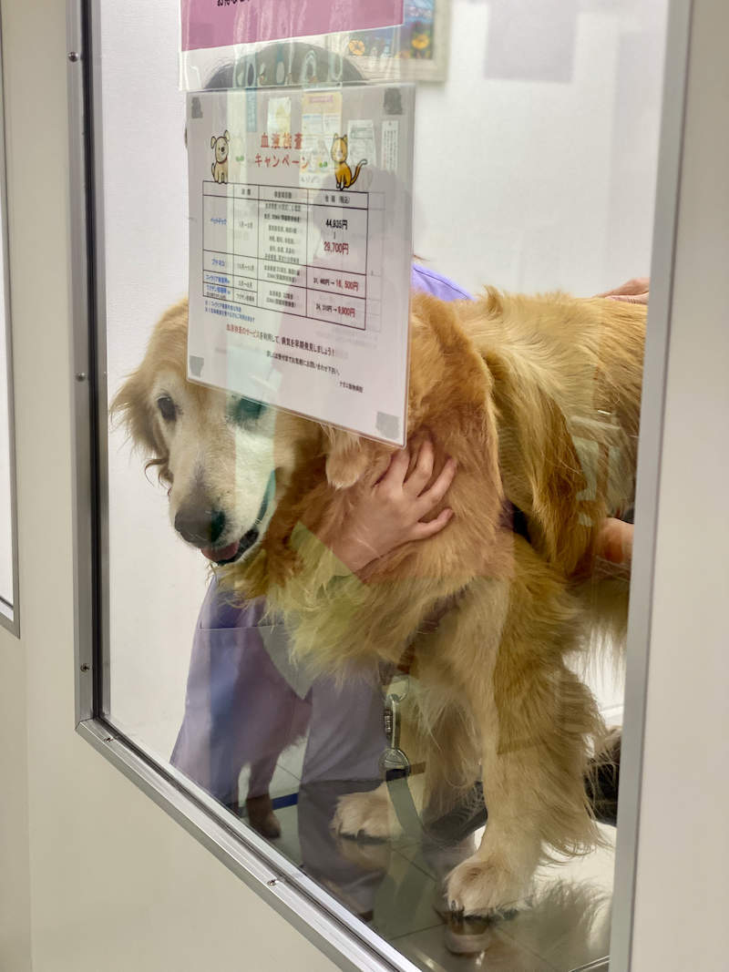 真面目にマーニが心配です New Dogeyes