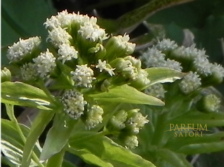 蕗の薹 フキノトウ Petasites japonicus - パルファン サトリの香り紀行
