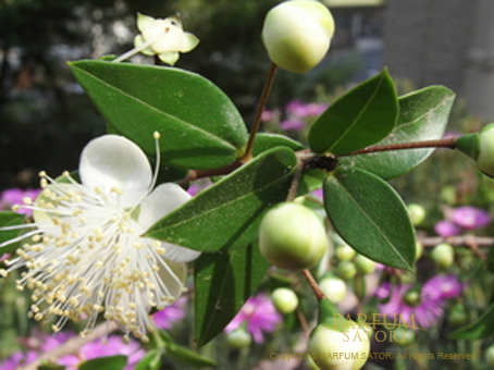 マートル ミルテ Myrtle 銀梅花 ギンバイカ パルファン サトリの香り紀行