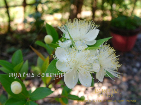 マートル ミルテ Myrtle 銀梅花 ギンバイカ パルファン サトリの香り紀行