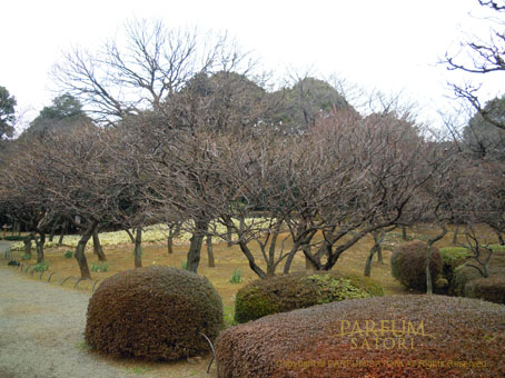 新宿御苑の花 梅 - パルファン サトリの香り紀行
