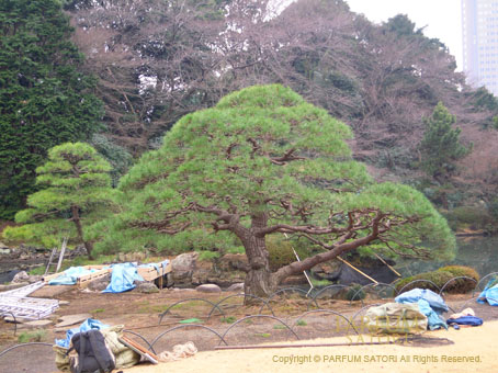 新宿御苑の松 いろいろ - パルファン サトリの香り紀行