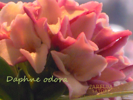 沈丁花 ジンチョウゲ ダフネ パルファン サトリの香り紀行