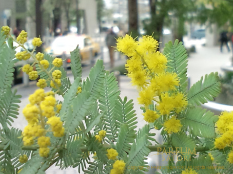 ミモザ アカシア Mimosa パルファン サトリの香り紀行 ミモザ アカシア Mimosa パルファン サトリの香り紀行