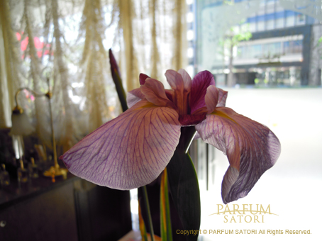 ✼ Kaorin ✼　あみぐるみ 花菖蒲 ヒペリカム 他2種類 菖蒲 （しょうぶ） カラムス - パルファン サトリの香り紀行