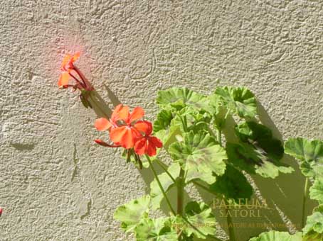 ナスタチュウム 金蓮花 Nasturtium 南仏 - パルファン サトリの香り紀行
