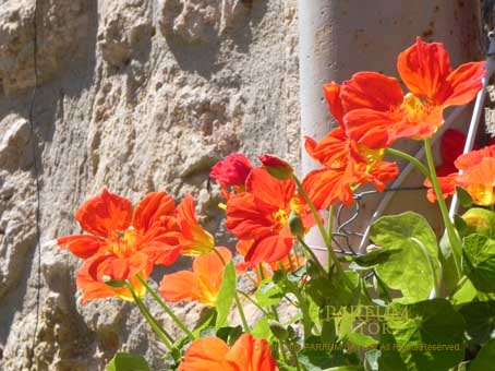 ナスタチュウム 金蓮花 Nasturtium 南仏 - パルファン サトリの香り紀行