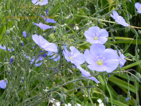 亜麻 フラックス Flax パルファン サトリの香り紀行