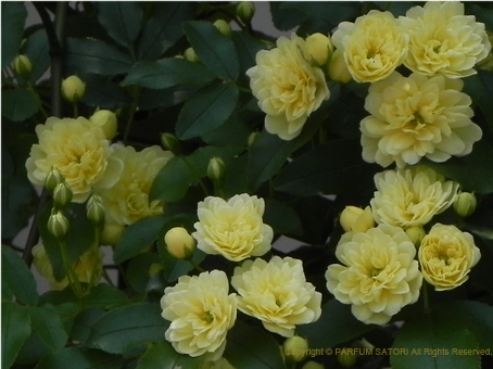 モッコウバラ Rosa Banksiae パルファン サトリの香り紀行