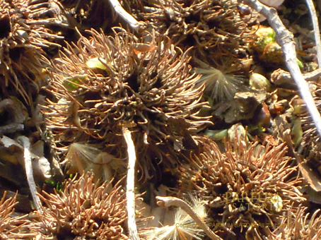 スズカケの木の実 - パルファン サトリの香り紀行