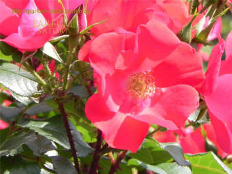 バラの中の金の蕊(しべ) - パルファン サトリの香り紀行 バラの中の金の蕊(しべ) - パルファン サトリの香り紀行