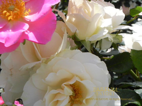 廃盤 入手困難 パルファンサトリ ハナヒラク 入手困難 廃盤 パルファンサトリ ハナヒラク50ml 香水 - メルカリ