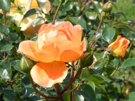 芳香バラのリスト - パルファン サトリの香り紀行