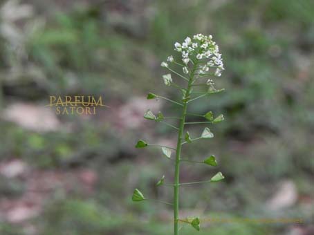 ナズナ ペンペン草 Capsella Bursa Pastoris パルファン サトリの香り紀行 ナズナ ペンペン草 Capsella Bursa Pastoris パルファン サトリの香り紀行