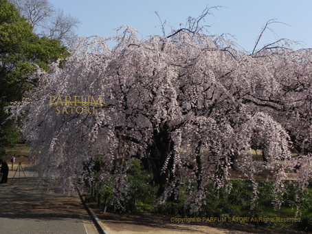 120405しだれ桜4.jpg