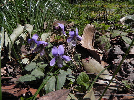 120411スミレ.jpg
