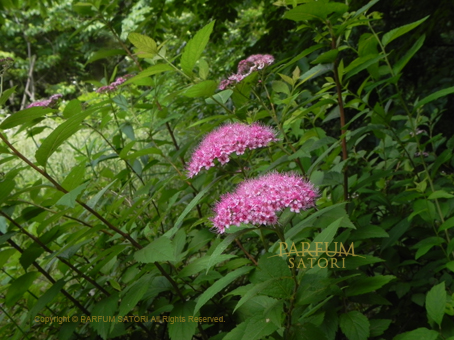 シモツケ 下野 Spiraea japonica - パルファン サトリの香り紀行