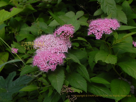 シモツケ 下野 Spiraea japonica - パルファン サトリの香り紀行