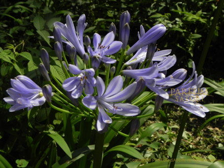 アガパンサス 青い花火 Agapanthus パルファン サトリの香り紀行