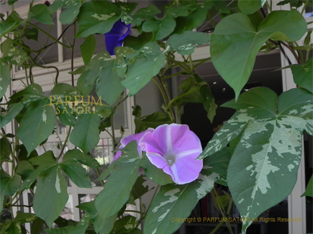 6枚花弁のあさがお 朝顔 morning glory - パルファン サトリの