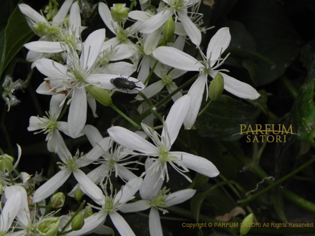 センニンソウの香り 仙人草 Clematis Terniflora パルファン サトリの香り紀行 センニンソウの香り 仙人草 Clematis Terniflora パルファン サトリの香り紀行
