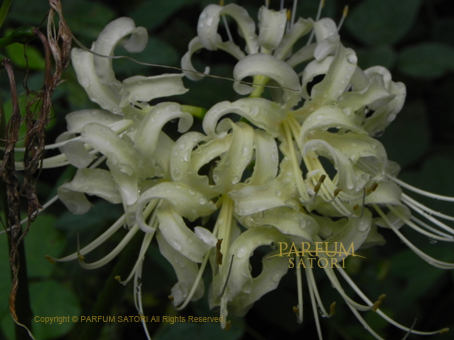 ヒガンバナ 彼岸花 Lycoris Radiata パルファン サトリの香り紀行