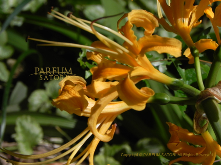 ヒガンバナ 彼岸花 Lycoris Radiata パルファン サトリの香り紀行