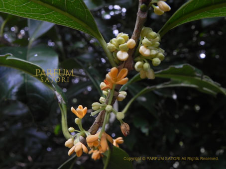 キンモクセイ 金木犀 のにおいはなぜ遠くまで届くのか Osmanthus パルファン サトリの香り紀行
