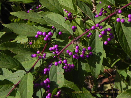 ムラサキシキブ 紫式部 Japanese beautyberry - パルファン