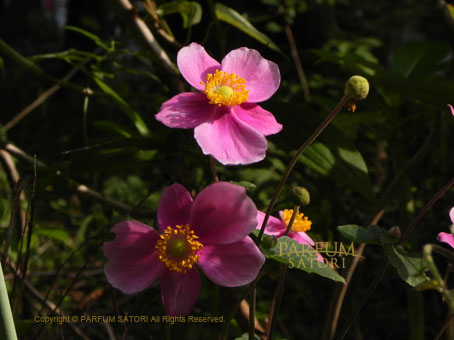 蜂とシュウメイギク（秋明菊）Anemone hupehensis var. japonica