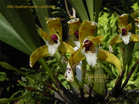 オーキッドの香り 蘭 Orchidaceae パルファン サトリの香り紀行