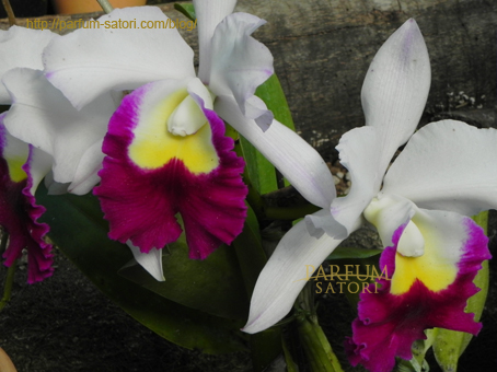 蘭⑥ カトレア cattleya - パルファン サトリの香り紀行