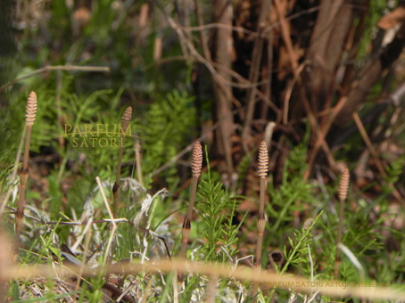 つくし スギナの子 Horsetail パルファン サトリの香り紀行