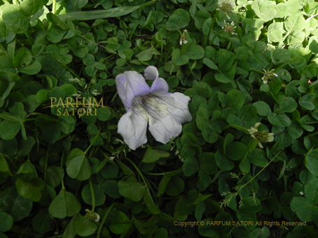 桐の花 Paulownia Tomentosa パルファン サトリの香り紀行