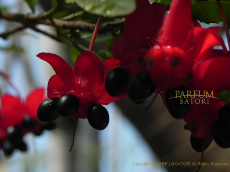 ミッキーマウスツリー Mickey Mouse Tree Ochna Serrulata パルファン サトリの香り紀行